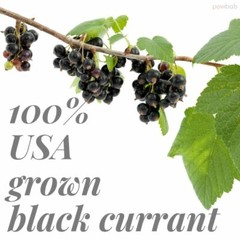 powbab Black Currant Powder – 100% USA Grown Whole Powder (Ribes Nigrum) (6 oz)