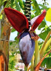 50g BANANA BLOSSOM FLOWERS Organic 100% Natural Healthy Herbal Quality