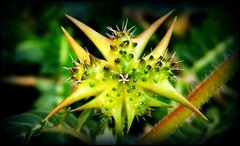 Tribulus terrestis – TRIBULUS TERRESTRIS – Energy boosting effects 180 2 Bottles