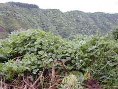 50 Seeds Pueraria Montana Lobata East Asian Arrowroot Kudzu Vine Useful Plants