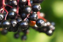 WholeSALE!! ORGANIC Elderberry PREMIUM Dried Whole-4 oz, 1 lb.