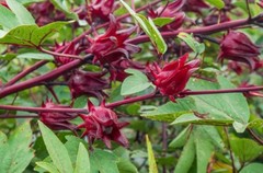 Hibiscus Whole Herb | Powder Organic Flower 1oz/4oz/8oz | Skin & Heart Health