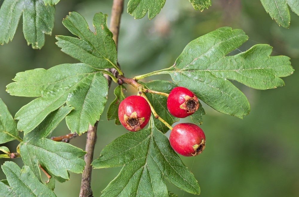 100+ Crataegus monogyna Wild Hawthorne Berry Fresh Seeds March 2026