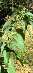 POKE ROOT & CASTOR OIL HERBAL SUPPLEMENTS-LYMPHATIC SUPPORT 1oz