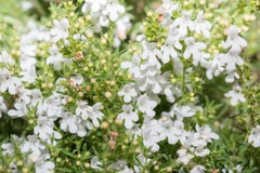 Pure Herbs: Thyme – 4 oz.