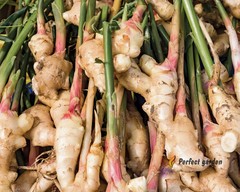 100 Seeds Zingiber Officinale Ginger Root Perennial Herbaceous Useful Plants