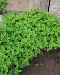 LEMON BALM Tincture Digestion Nervous System Support Folk Remedy Anti-viral
