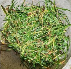 70g Ayurvedic Dried Paragis Plant Eleusine Indica Goose Grass – Poaceae Herb