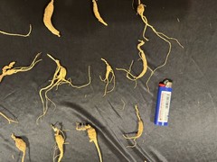 Dry Wild American Ginseng. 0.19 Lb. W/ Certificate. 82 Roots Total. 2025 Harvest