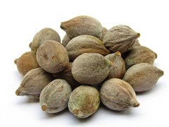 Bibhitaki Ayurvedic Herbal Dried Terminalia Bellirica Bahed INDIAN Free Shipping