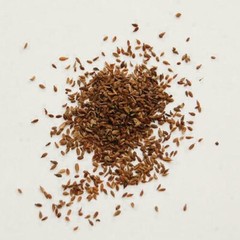 Edible Carrot Seeds (Gajar K Beej) Fresh Original Indian herbs FREE SHIPPING