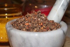 Bloodroot – Sanguinaria canade, Cut Root – Appalachian Mountains Wild Harvest