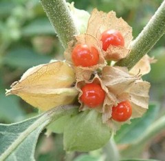 anti inflammation supplements – ASHWAGANDHA EXTRACT – indian gooseberries 1BOTTL