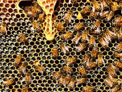 PROPOLIS EXTRACT Antiviral Immune Throat Support ~ Organic Folk Remedy Tincture