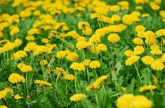 Dandelion Root Powder ( Taraxacum officinale ) ORGANIC from Carpathian mountain.