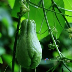 30 Seeds Chayote Mexican Cucumber Christophine Mirliton Güisquil Edible Plants