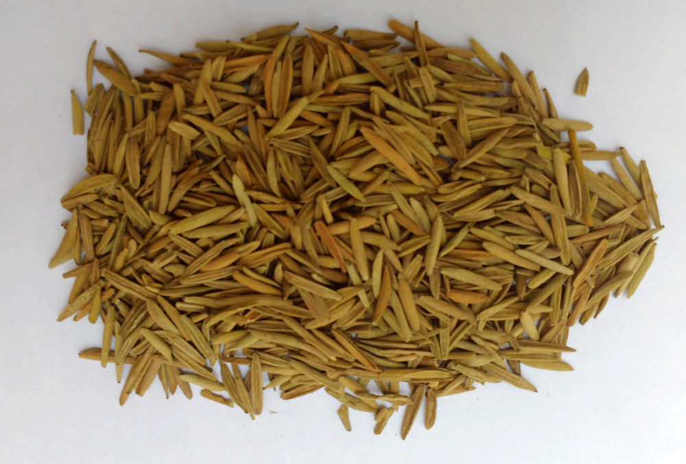 100% PURE KARVA INDRAJAU BITTER OLEANDER HOLARRHENA PUBESCENS – WHOLE