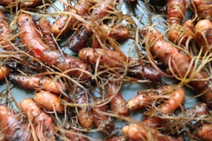 Bloodroot – Whole Dried Root, Appalachian Mountains Wild Harvest