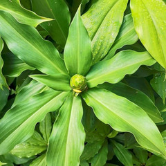 Organic Dried Insulin Plant Leaves/Leaf ( Costus Igneus ) Thebu Herbal Tea