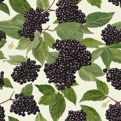 Elderberry Tincture Elderberry Extract Immune Support Sambucus Nigra – USA