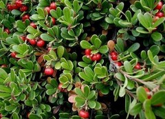 Rhodope Mountain BEARBERRY dried herbs of Bulgaria by Bilek – 2 boxes