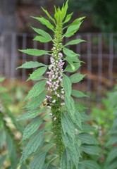 MOTHERWORT circulation menopause mood nerves Traditional Folk Remedy Tincture ~