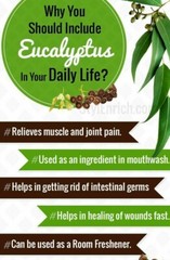ORGANIC Herbal Loose Dried EUCALYPTUS LEAF,Cold,Flu,Congestion, Natural No GMO