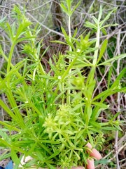 Organic Cleavers Extract Fresh Cleavers tincture, Wildcrafted 1 oz, lymph herb