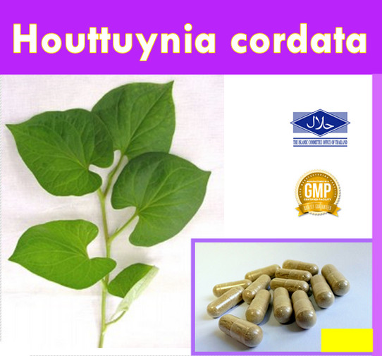 Houttuynia cordata Thunb Capsules Plu Kaow Organic Herb From Thailand