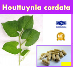Houttuynia cordata Thunb Capsules Plu Kaow Organic Herb From Thailand