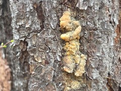 Ponderosa Pine Tree Resin | Handpicked Raw Organic Pine Sap Resin 2oz-16oz