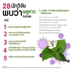 500 Gram Thai Herbal Freeze Dried Plu Kow Powder 100% Natural