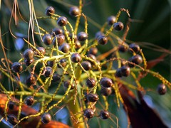 WholeSALE!! Saw Palmetto Berry PREMIUM Powder-4 oz, 1, 2, 5 lbs.
