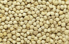 2500 Moringa Oleifera Seeds Kernel 2 lbs. Jar Bulk SHELLED Fresh
