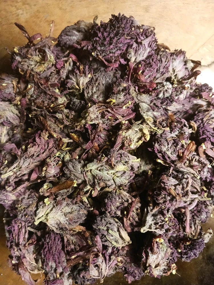 Indian Warrior Buds Flowers Pedicularis Densiflora 4g Wildcrafted In Oregon 26