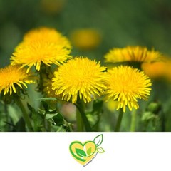 Dandelion Leaf Tincture Pure Liquid Herbal Drops for Liver & Digestive Aid 2oz