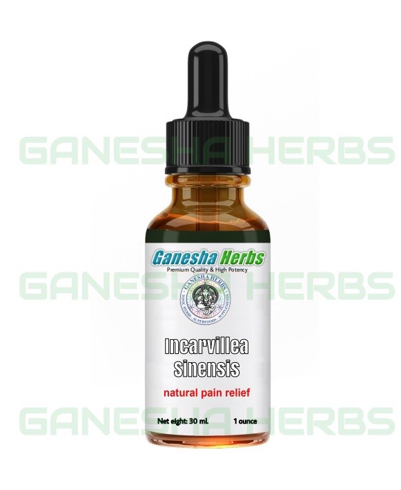 INCARVILLEA SINENSIS – Extract Liquid Tincture Pain Control – *maximum strength*