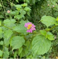 Dried Lantana Camara Leaves Powder 100% Organic Shrub Verbena Angel Lips Herb