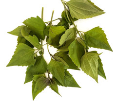 Dried Mexican Dream Herb Calea Zacatechichi Lucid Herbal Organic Tea Leaves