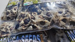 Semillas de Moringa, Moringa Seeds, Moringa oleifera Seeds, Organic moringa Seed
