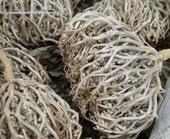 (50g) Rose of Jericho Flower – Kaf Maryam – Anastatica hierochuntica كف مريم