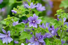 WholeSALE!! Malva Blue Edible Flower PREMIUM Dried Whole-4 oz, 1 lb.