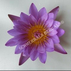 1 oz Organic Blue Lotus, N. caerulea, Deep Purple Thai™ ~ Schmerbals Herbals
