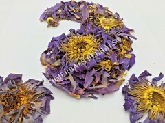 Blue Lotus, N. caerulea, Flower Siamese Dream™ ~ Schmerbals Herbals