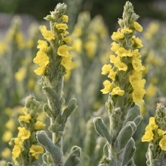 Mullein Extract Powerful Lung Cleanse Respiratory Herbal Drop Free Shipping USA