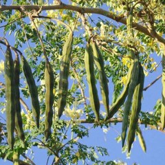 THREE ORGANIC FRESH MORINGA OLEIFERA (3) 6″ CUTTINGS FREE SHIPPING! FROM FL USA