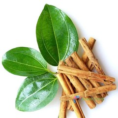 5 Seeds Cinnamomum Verum Zeylanicum True Ceylon Cinnamon Small Evergreen Tree