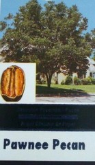 PAWNEE PECAN TREE Shade Trees Live Healthy Plant Large Pecans Nuts Wood Garden