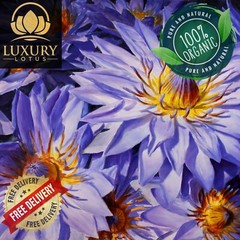 Blue Lotus |Nymphaea Caerulea| 100% Organic Herbal Hand Picked Pure Flowers Tea