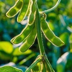 75+ Edamame Seeds Sweet Tender Soybean Spring Garden Planting Seeds FREE SHIP